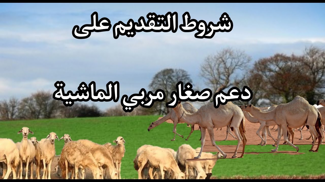 تسجيل الدخول في برنامج دعم صغار مربي الماشية