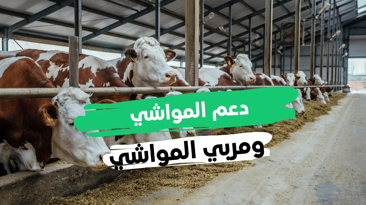 متى ينزل دعم المواشي