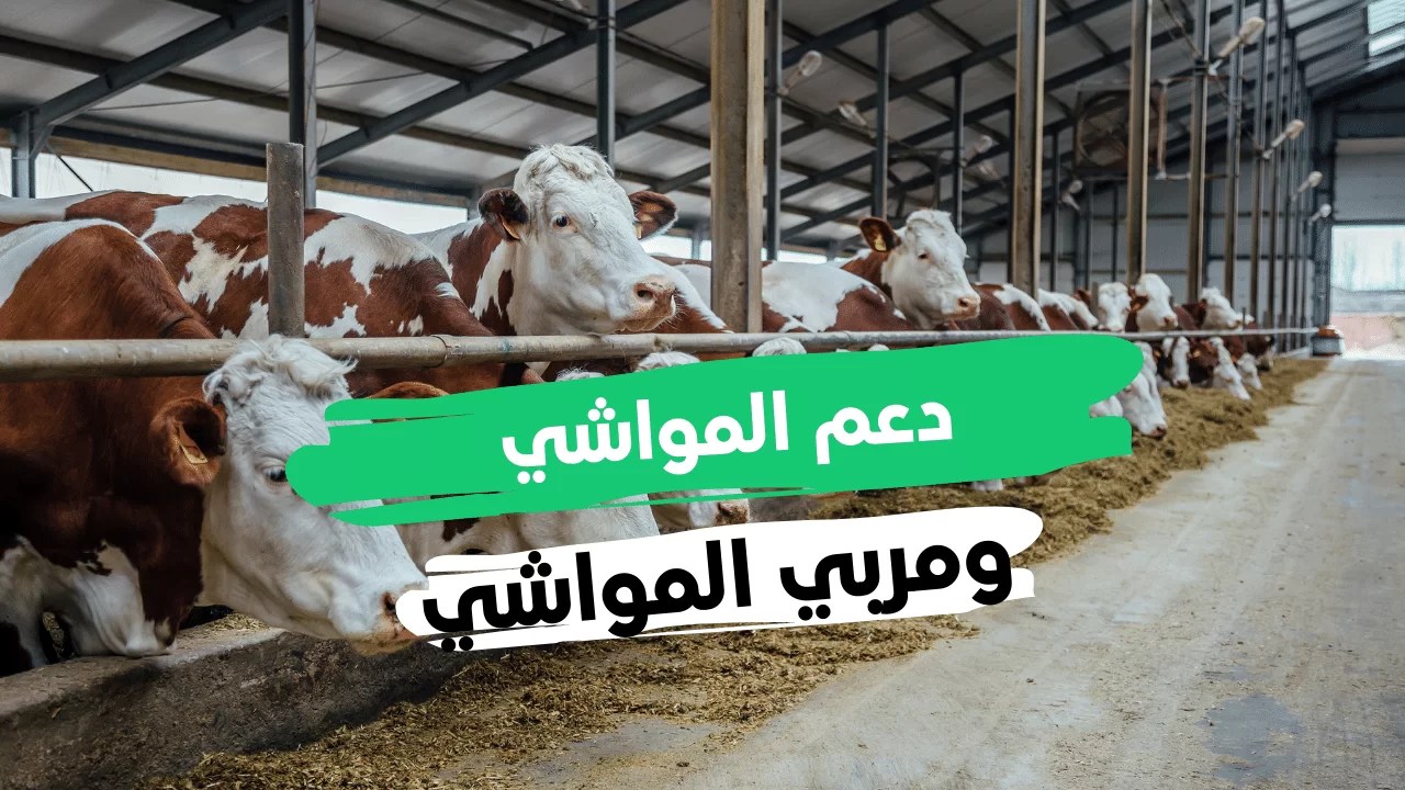 هل يؤثر القرض على دعم المواشي وما هي أهم شروط التسجيل؟ 