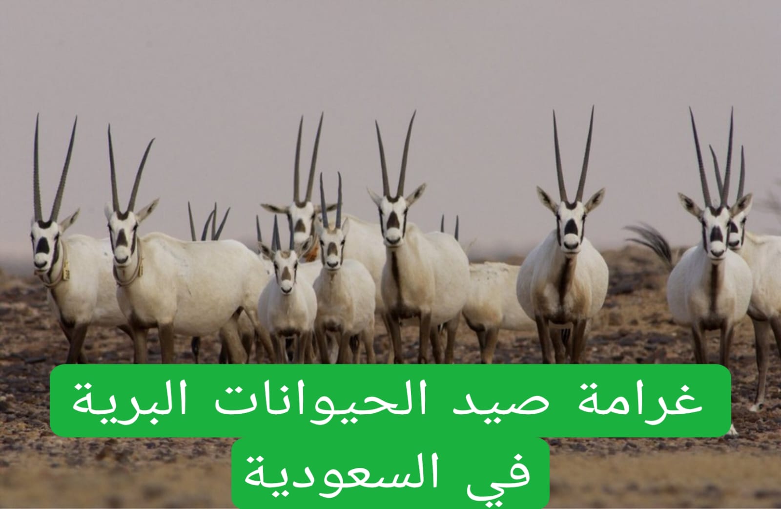 غرامة صيد الحيوانات البرية في السعودية