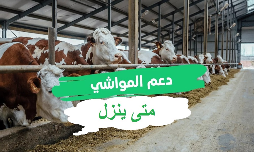 متى ينزل دعم المواشي