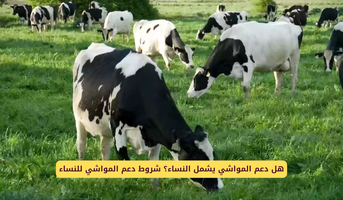 شروط دعم المواشي للنساء