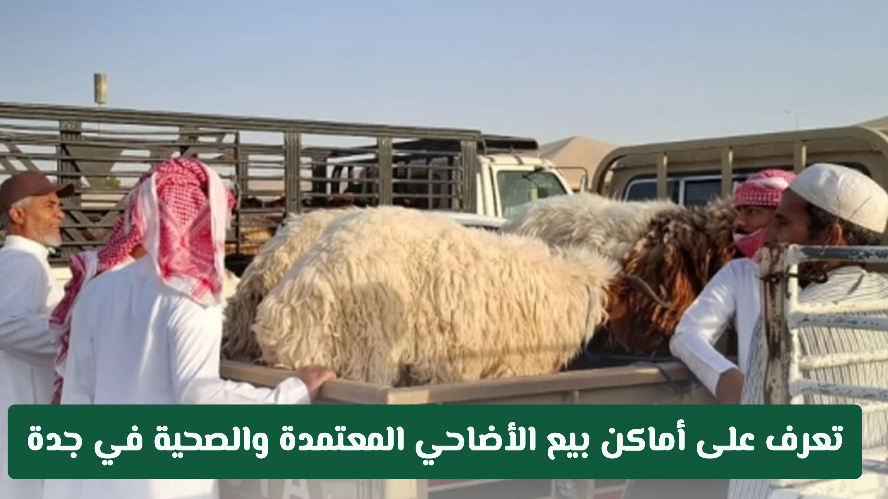 قبل الشراء لعيد الأضحى.. تعرف على أماكن بيع الأضاحي المعتمدة والصحية في جدة