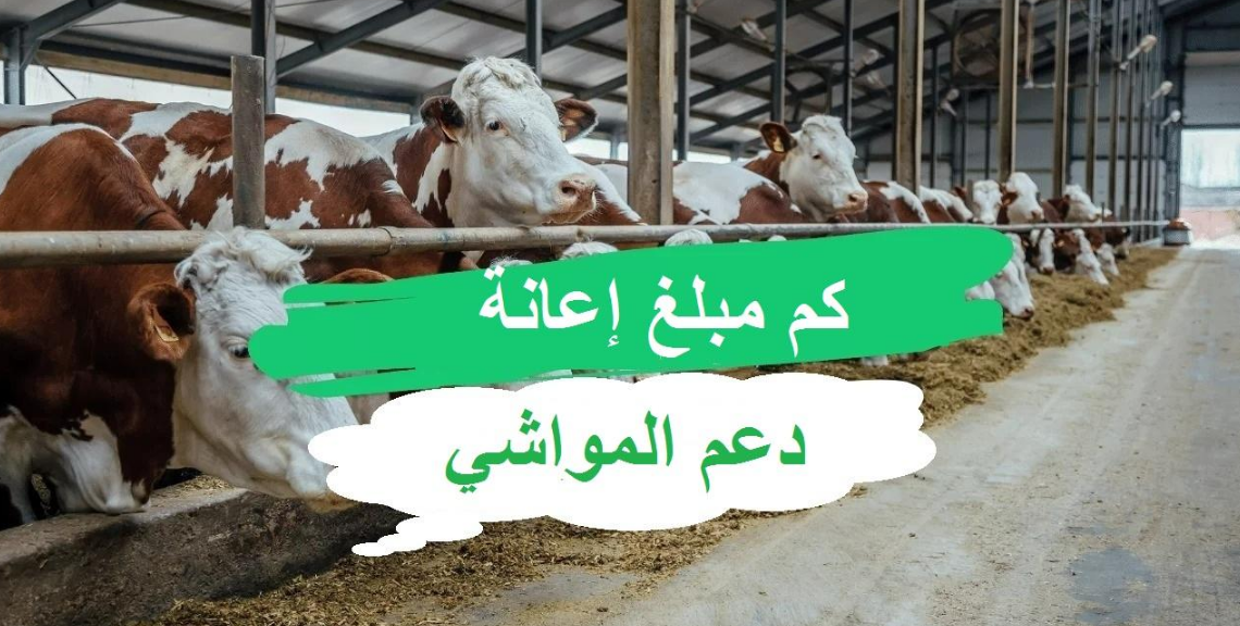 كم مبلغ إعانة مربي المواشي وحاسبة الدعم 1445 وموعد صرف المعونة وشروط الاستحقاق