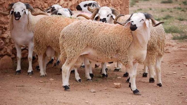 مع اقتراب عيد الأضحى المبارك.. متوسط أسعار الأغنام في السعودية وطريقة شرائها بثمن رخيص
